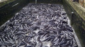 Fish-farming